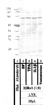 Anti-MMP26 Rabbit Polyclonal Antibody