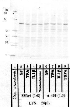 Anti-MMP23B Rabbit Polyclonal Antibody