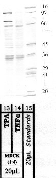 Anti-MMP23B Rabbit Polyclonal Antibody