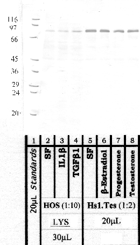 Anti-MMP21 Rabbit Polyclonal Antibody