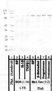 Anti-MMP21 Rabbit Polyclonal Antibody