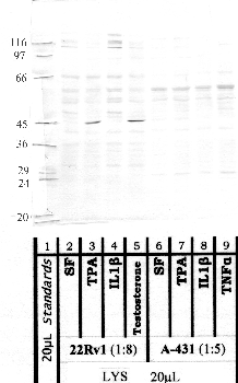 Anti-MMP21 Rabbit Polyclonal Antibody