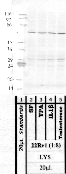 Anti-MMP19 Rabbit Polyclonal Antibody