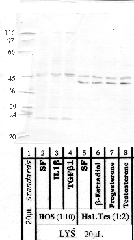 Anti-MMP19 Rabbit Polyclonal Antibody