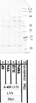 Anti-MMP19 Rabbit Polyclonal Antibody