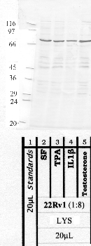 Anti-MMP19 Rabbit Polyclonal Antibody