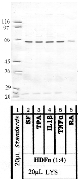 Anti-MMP16 Rabbit Polyclonal Antibody