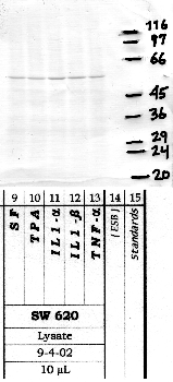 Anti-MMP15 Rabbit Polyclonal Antibody