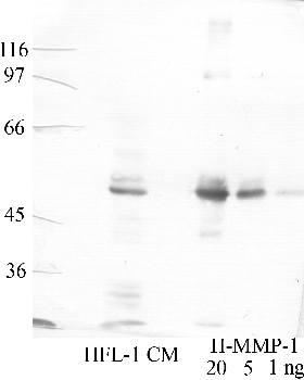 Anti-MMP1 Rabbit Polyclonal Antibody