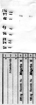 Anti-MEP1A Rabbit Polyclonal Antibody