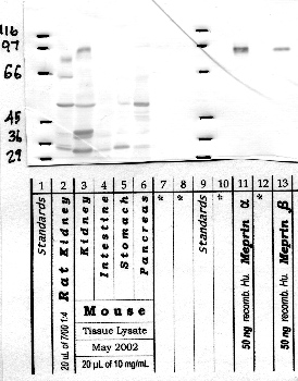 Anti-MEP1A Rabbit Polyclonal Antibody