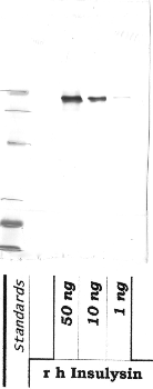 Anti-IDE Rabbit Polyclonal Antibody