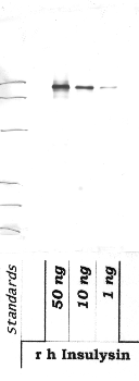 Anti-IDE Rabbit Polyclonal Antibody