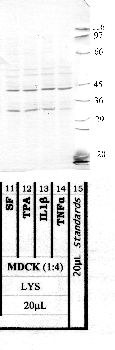 Anti-AMZ2 Rabbit Polyclonal Antibody