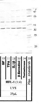 Anti-AMZ2 Rabbit Polyclonal Antibody
