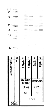 Anti-AMZ1 Rabbit Polyclonal Antibody