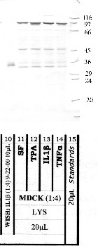 Anti-AMZ1 Rabbit Polyclonal Antibody