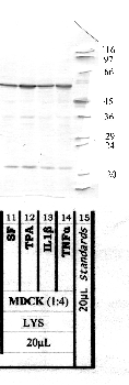 Anti-AMZ1 Rabbit Polyclonal Antibody