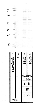 Anti-AMZ1 Rabbit Polyclonal Antibody