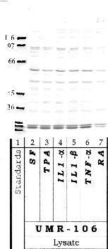 Anti-ADAMTS4 Rabbit Polyclonal Antibody