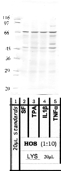 Anti-ADAMTS3 Rabbit Polyclonal Antibody