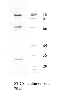 Anti-ADAM7 Rabbit Polyclonal Antibody