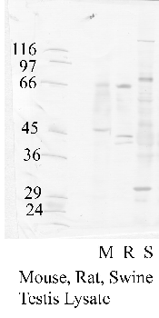 Anti-ADAM2 Rabbit Polyclonal Antibody