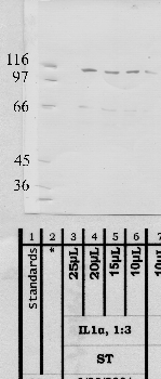 Anti-ADAM2 Rabbit Polyclonal Antibody