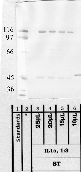 Anti-ADAM2 Rabbit Polyclonal Antibody