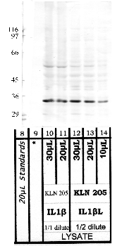 Anti-Adam1a Rabbit Polyclonal Antibody
