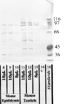 Anti-Adam1a Rabbit Polyclonal Antibody