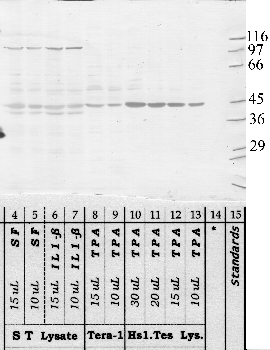 Anti-Adam1a Rabbit Polyclonal Antibody