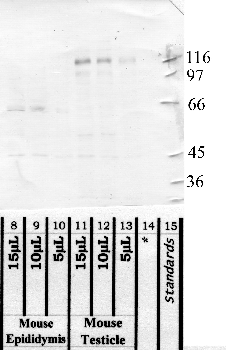 Anti-Adam1a Rabbit Polyclonal Antibody