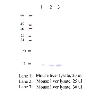 Anti-CST9 Rabbit Polyclonal Antibody