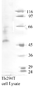 Anti-CTSW Rabbit Polyclonal Antibody
