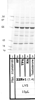 Anti-CTSS Rabbit Polyclonal Antibody