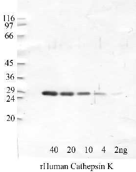 Anti-CTSK Rabbit Polyclonal Antibody