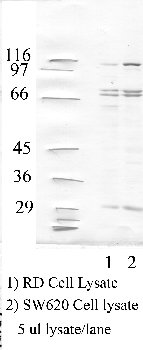 Anti-CTSF Rabbit Polyclonal Antibody