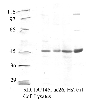 Anti-CTSF Rabbit Polyclonal Antibody