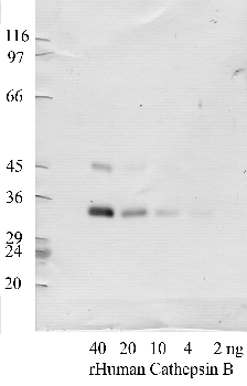 Anti-CTSB Rabbit Polyclonal Antibody