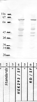 Anti-CAPN15 Rabbit Polyclonal Antibody