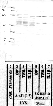 Anti-CAPN9 Rabbit Polyclonal Antibody