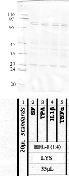 Anti-CAPN8 Rabbit Polyclonal Antibody