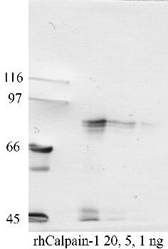 Anti-CAPN1 Rabbit Polyclonal Antibody