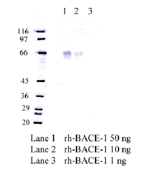 Anti-BACE1 Rabbit Polyclonal Antibody