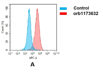 Anti-ROR1 (zilovertamab biosimilar) mAb