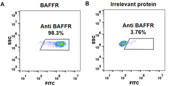 Anti-BAFFR (ianalumab biosimilar) mAb