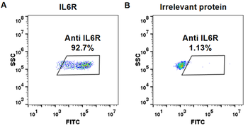 Anti-IL6R (tocilizumab biosimilar) mAb