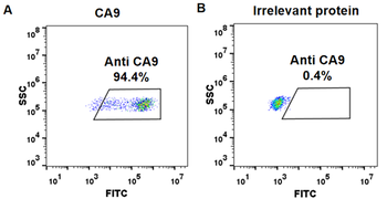 Anti-CA9 (girentuximab biosimilar) mAb