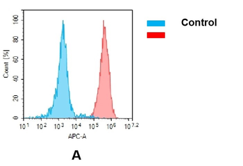 Anti-CEACAM5 (labetuzumab biosimilar) mAb